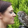 Hawk & Owl Walks at Groombridge Place