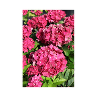 Hydrangea macrophylla 
