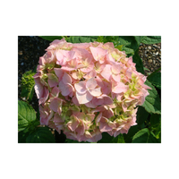Hydrangea macrophylla 