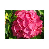 Hydrangea macrophylla 