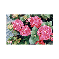 Hydrangea macrophylla 