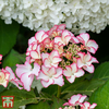 Hydrangea macrophylla 