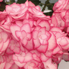 Hydrangea macrophylla 