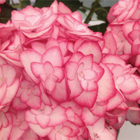 Hydrangea macrophylla 