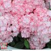 Hydrangea macrophylla 