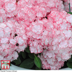 Hydrangea macrophylla 
