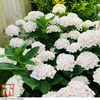 Hydrangea macrophylla 