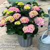 Hydrangea macrophylla 