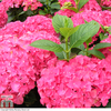 Hydrangea macrophylla 