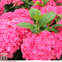 Hydrangea macrophylla 