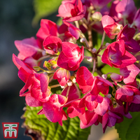 Hydrangea macrophylla 