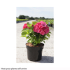 Hydrangea macrophylla 
