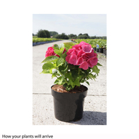 Hydrangea macrophylla 