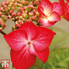 Hydrangea macrophylla 