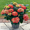 Hydrangea macrophylla 