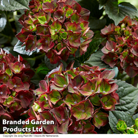 Hydrangea macrophylla 