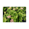 Hydrangea macrophylla 